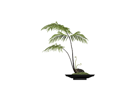 盆栽蕨类植物