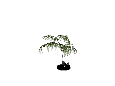 盆栽蕨类植物