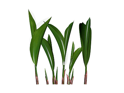 丛生绿植植物组合