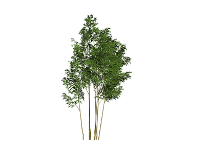丛生竹林植物模型