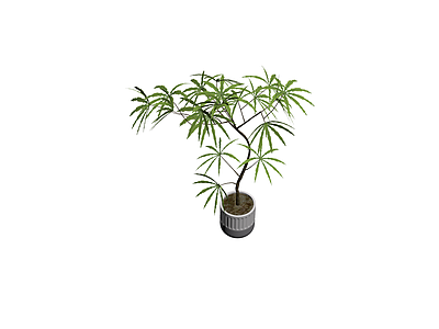 带盆绿色盆栽植物