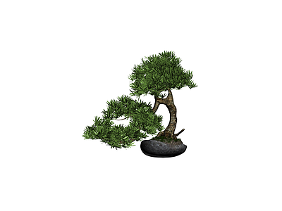 盆景松树盆栽