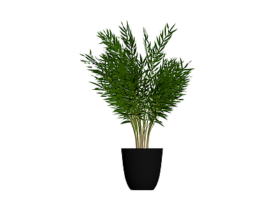 盆栽竹类植物