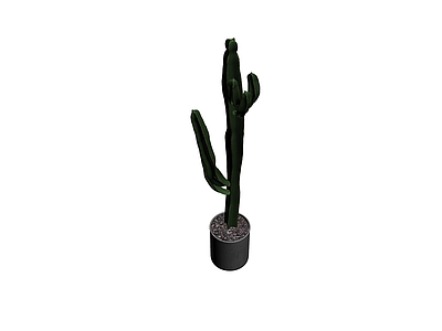 盆栽仙人掌植物