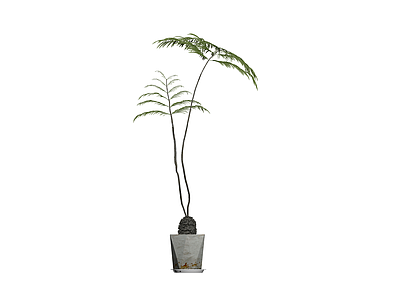 带盆盆栽植物