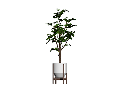 盆栽无花果植物