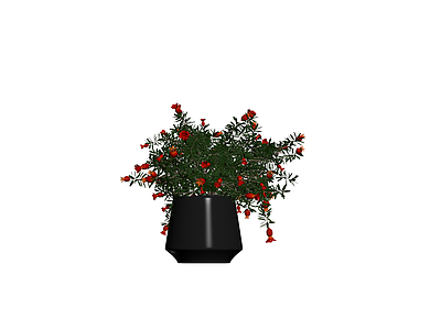 盆栽石榴植物模型