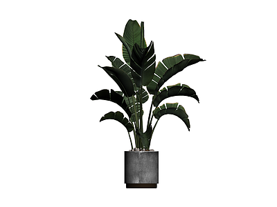 盆栽绿植组合