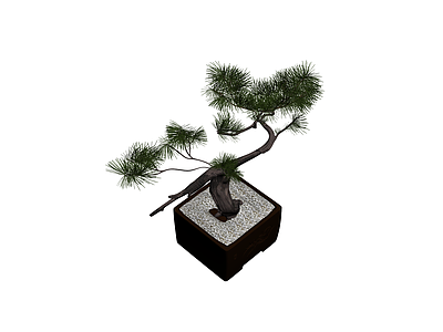 松树盆景模型