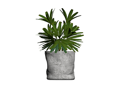 盆栽棕榈植物