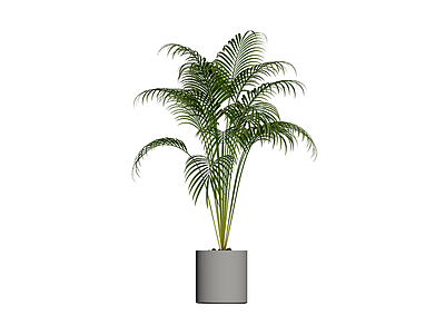 盆栽散尾葵植物