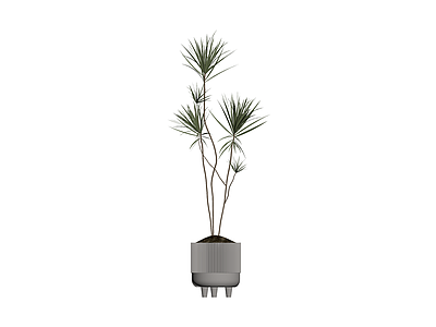 盆栽植物带盆