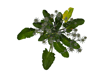 完整海桐花植物模型