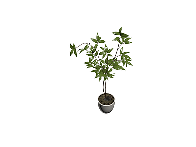 盆栽绿植带盆