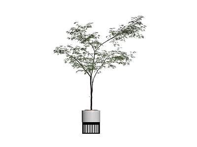 盆栽植物带盆
