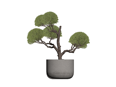 盆栽绿植组合