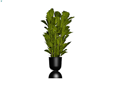 黑色花盆栽植绿植