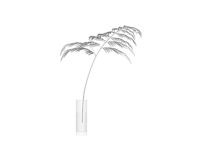 盆栽蕨类植物