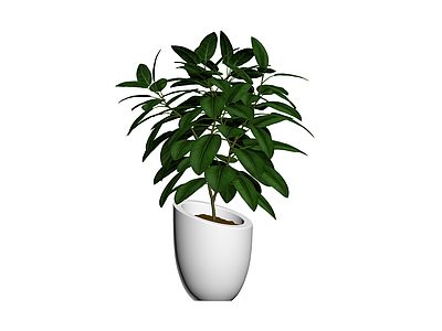 白盆绿植盆栽