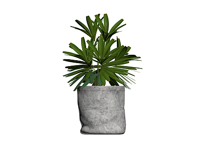 盆栽绿植带灰色花盆