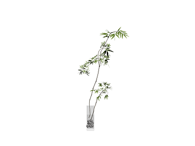 盆栽绿植带盆