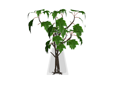 盆栽枫树植物