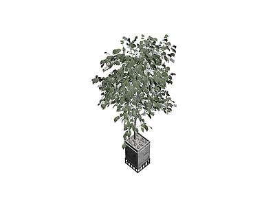盆栽植物带盆