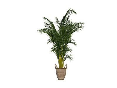 盆栽散尾葵植物