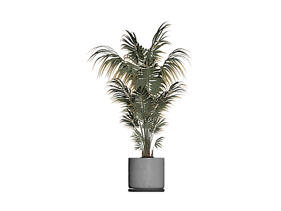 盆栽散尾葵植物