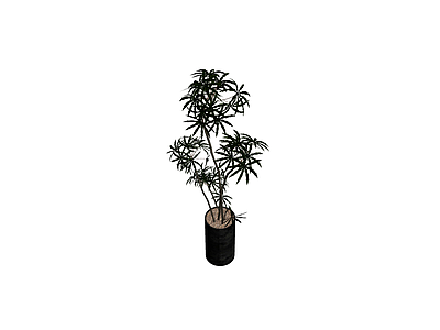 盆栽植物带盆