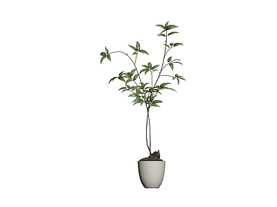 盆栽绿植带盆