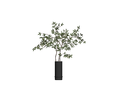 黑色圆柱盆栽植物