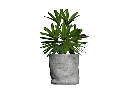 盆栽绿植带盆