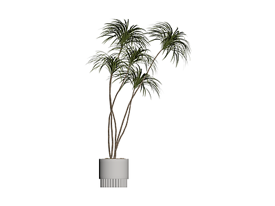 盆栽植物带花盆