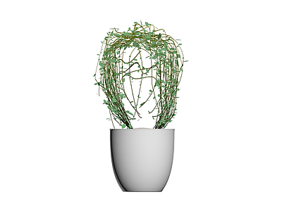 盆栽垂叶植物