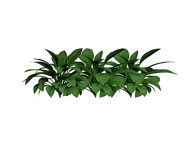 丛生绿色观叶植物