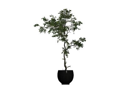 黑色盆栽绿植模型