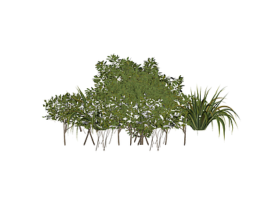 灌木与草本植物组合