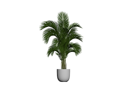 盆栽散尾葵植物