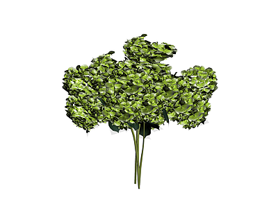 绿色绣球花束