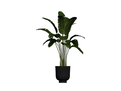 带盆绿植盆栽