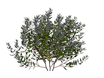 蓝花灌木植物模型