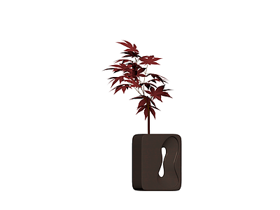 红枫盆栽带特色花盆