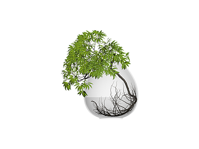 透明球形水培盆栽