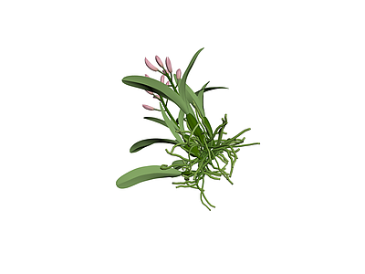 粉色兰花盆栽模型