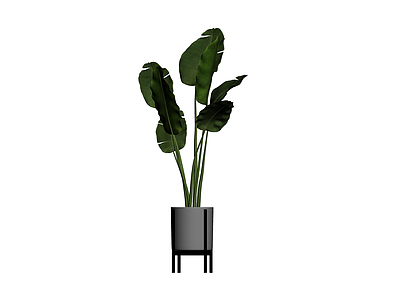 盆栽植物带架