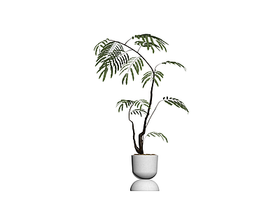 白色花盆栽植植物