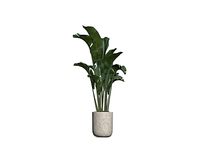 带盆盆栽植物模型