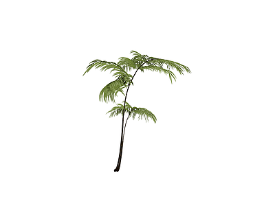 绿色蕨类植物模型