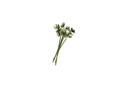 白色花卉束模型